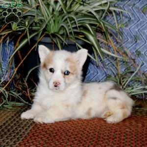 Jayda – longhaired, Pembroke Welsh Corgi Puppy