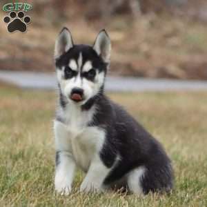 Jayda, Siberian Husky Puppy