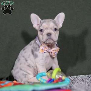 Jayla, French Bulldog Puppy