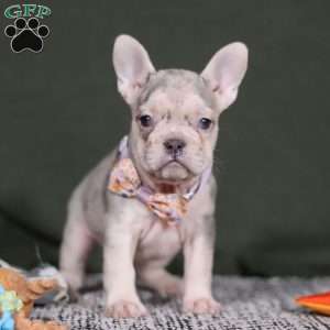 Jayla, French Bulldog Puppy