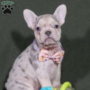 Jayla, French Bulldog Puppy