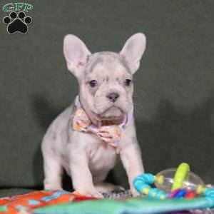 Jayla, French Bulldog Puppy