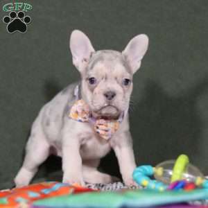 Jayla, French Bulldog Puppy