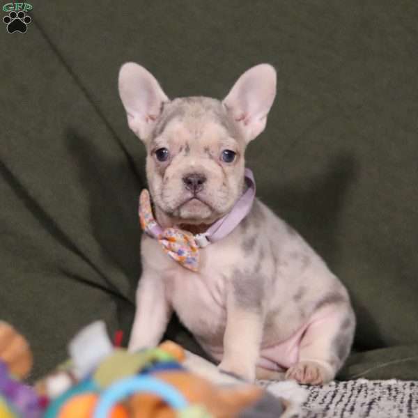 Jayla, French Bulldog Puppy