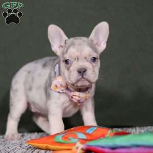 Jayla, French Bulldog Puppy