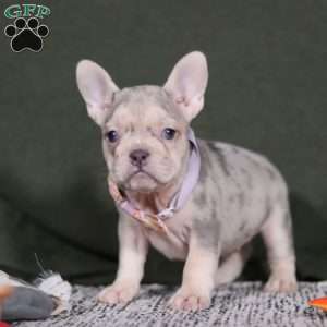 Jayla, French Bulldog Puppy