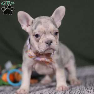 Jayla, French Bulldog Puppy
