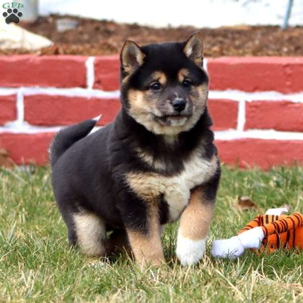 Jeff, Shiba Inu Puppy