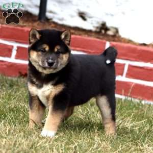 Jeff, Shiba Inu Puppy