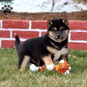 Jeff, Shiba Inu Puppy