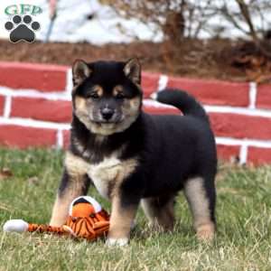 Jeff, Shiba Inu Puppy