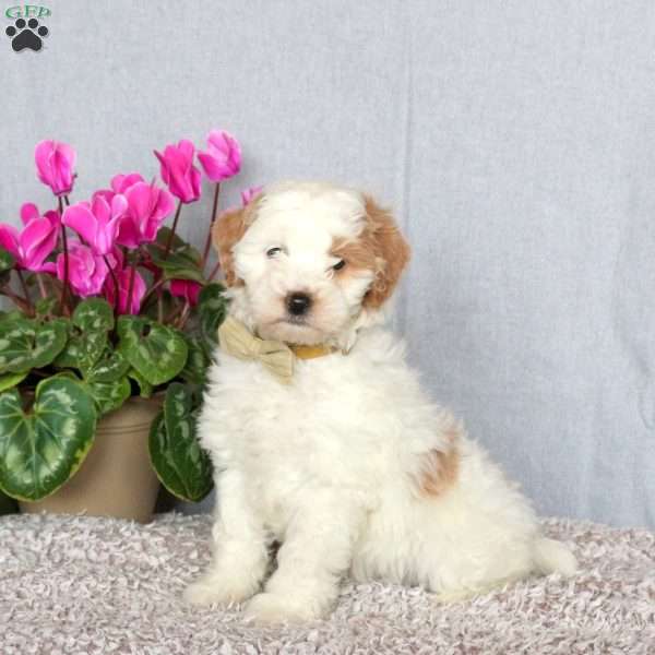 Jem, Mini Goldendoodle Puppy
