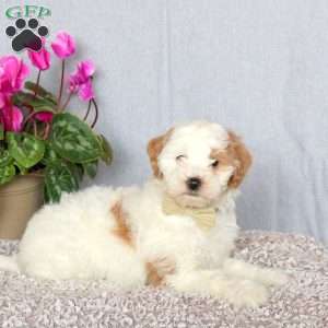 Jem, Mini Goldendoodle Puppy