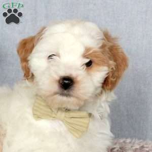 Jem, Mini Goldendoodle Puppy