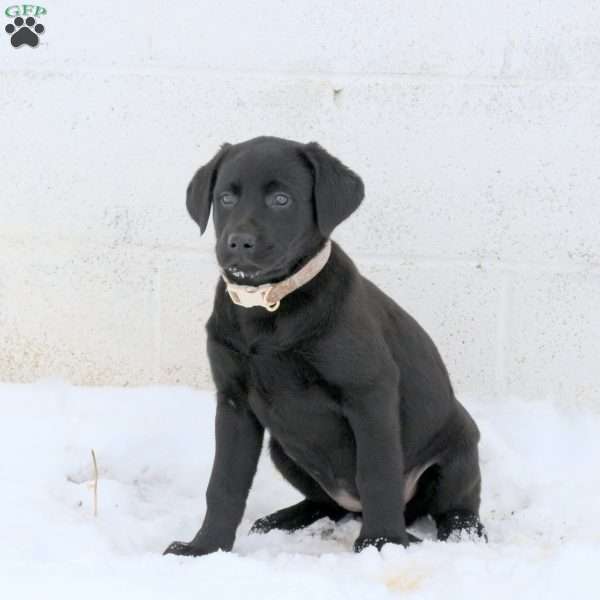 Jenae, Black Labrador Retriever Puppy