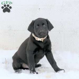 Jenae, Black Labrador Retriever Puppy