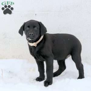Jenae, Black Labrador Retriever Puppy
