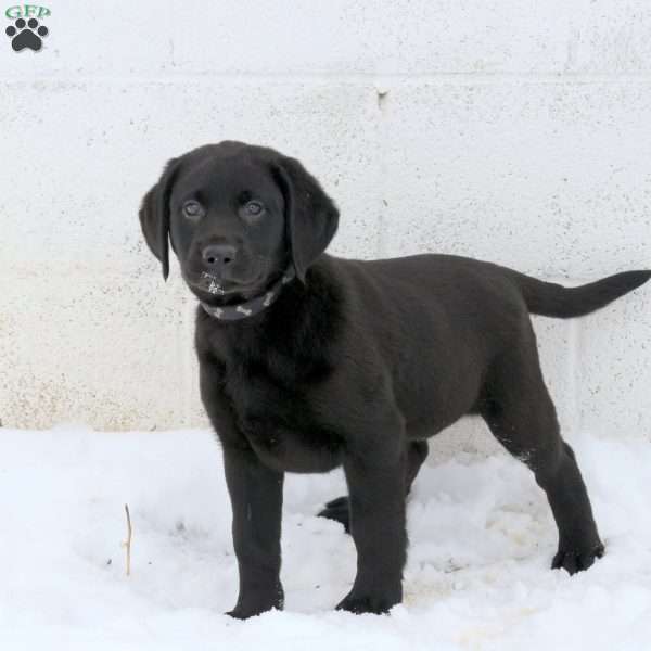 Jenna, Black Labrador Retriever Puppy
