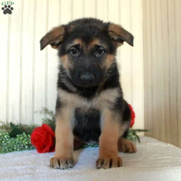Jenna, German Shepherd Puppy