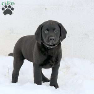 Jenna, Black Labrador Retriever Puppy