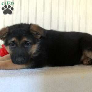 Jenna, German Shepherd Puppy