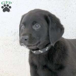 Jenna, Black Labrador Retriever Puppy