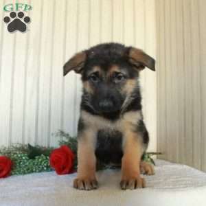 Jenna, German Shepherd Puppy