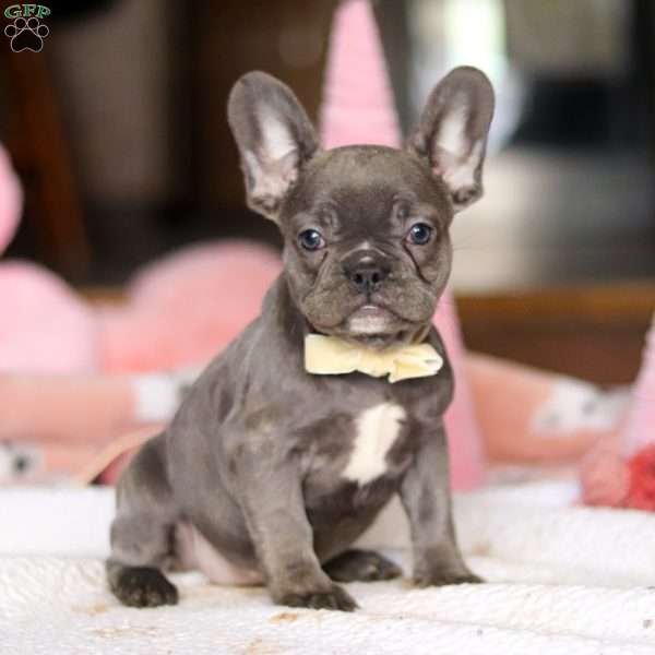 Jennifer, French Bulldog Puppy