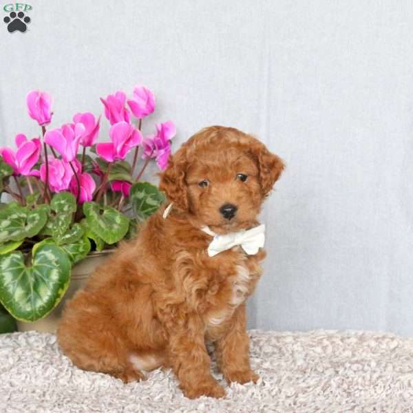 Jenny, Mini Goldendoodle Puppy