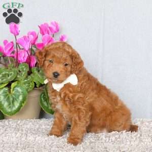 Jenny, Mini Goldendoodle Puppy