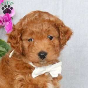 Jenny, Mini Goldendoodle Puppy