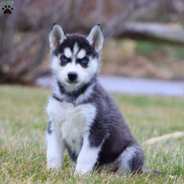 Jerry, Siberian Husky Puppy
