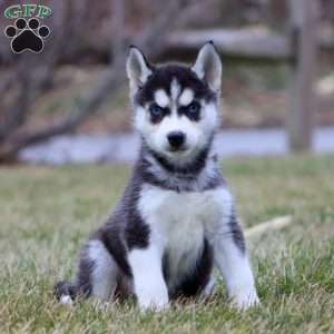 Jerry, Siberian Husky Puppy