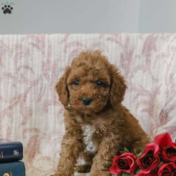 Jerry, Cockapoo Puppy