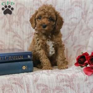 Jerry, Cockapoo Puppy