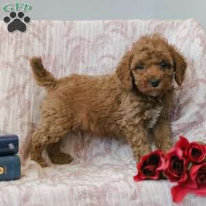 Jerry, Cockapoo Puppy