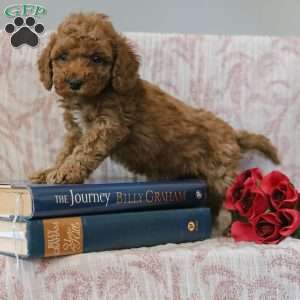 Jerry, Cockapoo Puppy