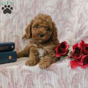 Jerry, Cockapoo Puppy