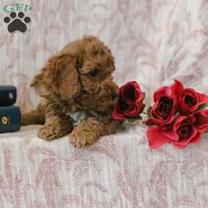 Jerry, Cockapoo Puppy