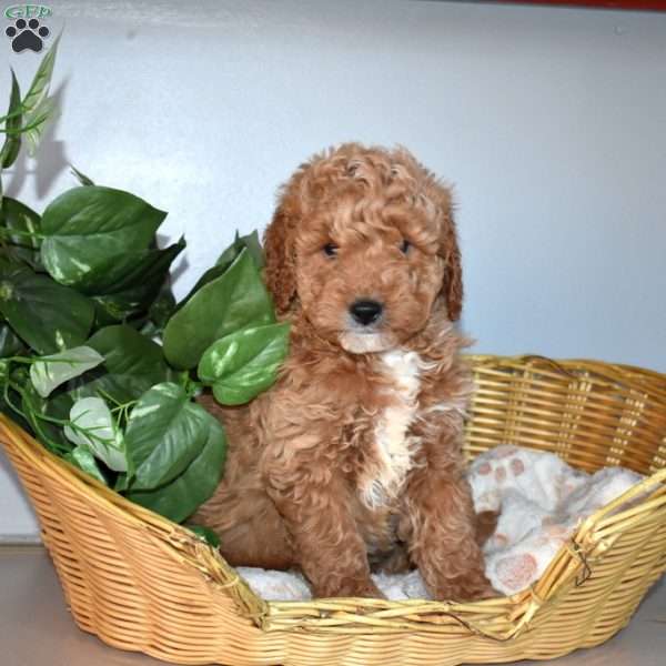 Jersey, Mini Goldendoodle Puppy