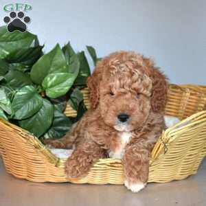 Jersey, Mini Goldendoodle Puppy