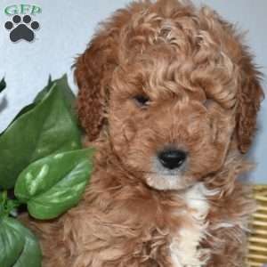 Jersey, Mini Goldendoodle Puppy