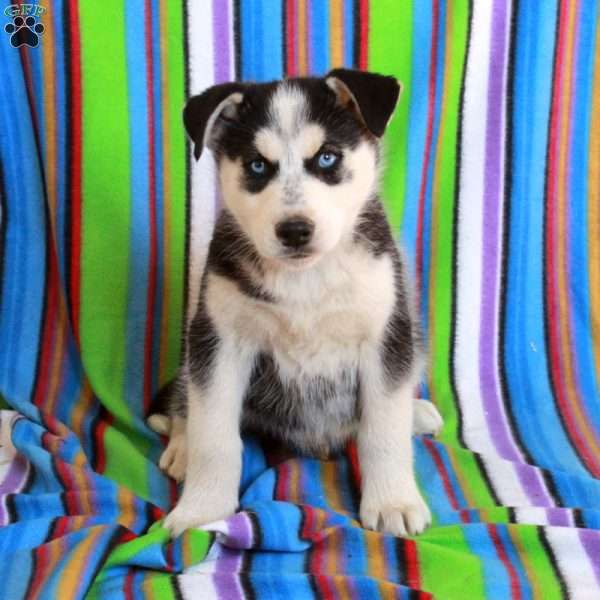 Jesse, Siberian Husky Puppy