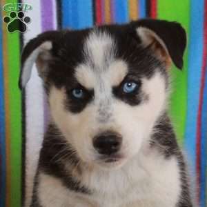 Jesse, Siberian Husky Puppy