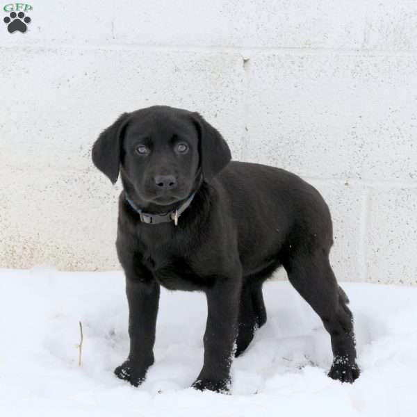 Jessie, Black Labrador Retriever Puppy