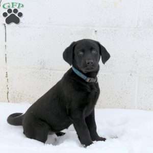 Jessie, Black Labrador Retriever Puppy