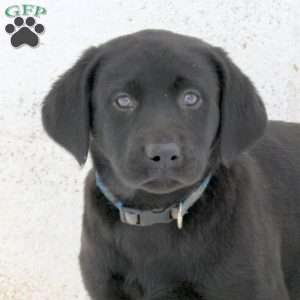 Jessie, Black Labrador Retriever Puppy