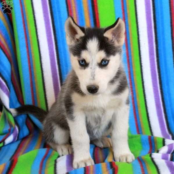 Jewel, Siberian Husky Puppy
