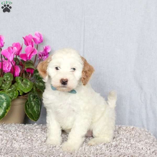 Jewel, Mini Goldendoodle Puppy