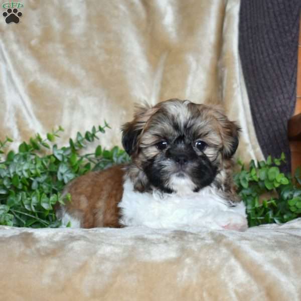 Jewel, Shih Tzu Puppy